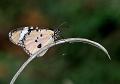 847 - MONARCH - KETTLER JEAN-PAUL - france